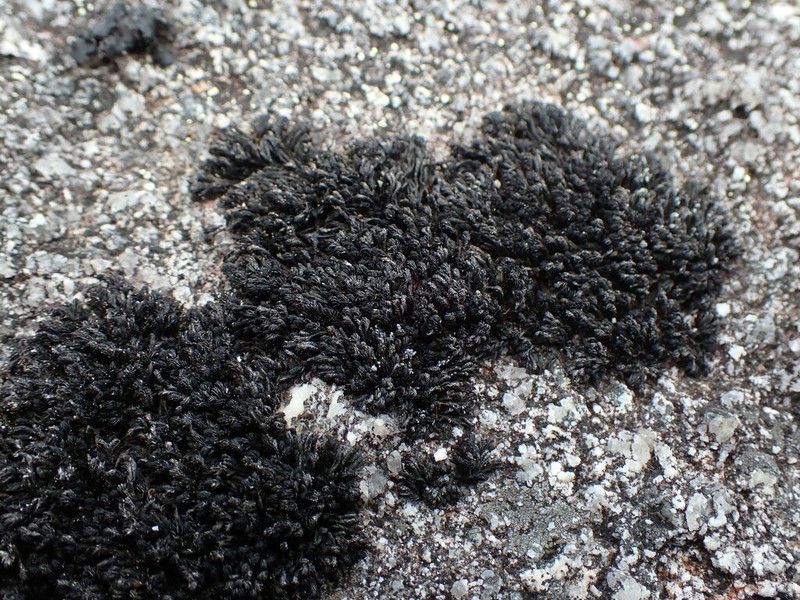 Andreaea Moss photo 5
