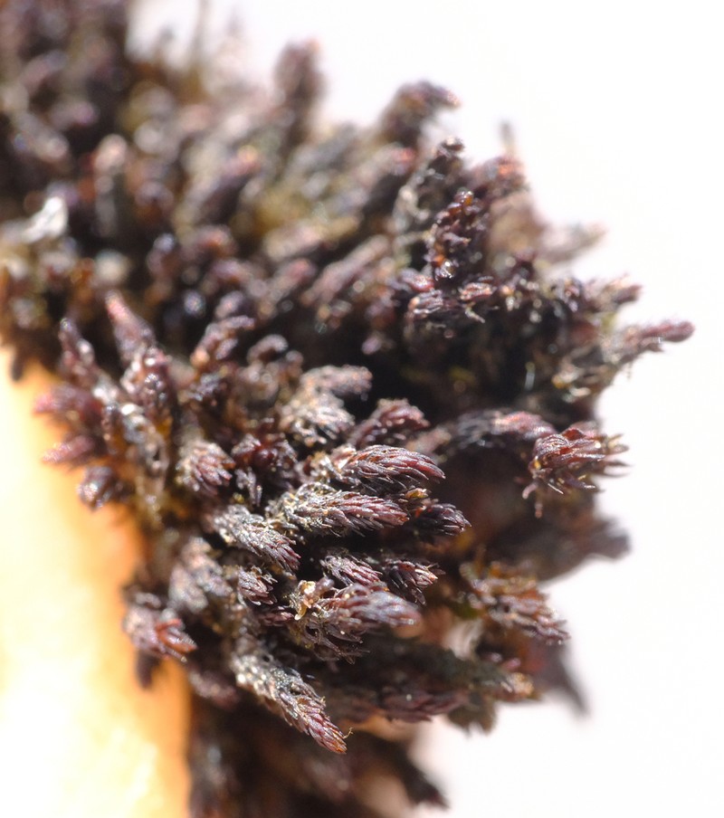 Andreaea Moss photo 7