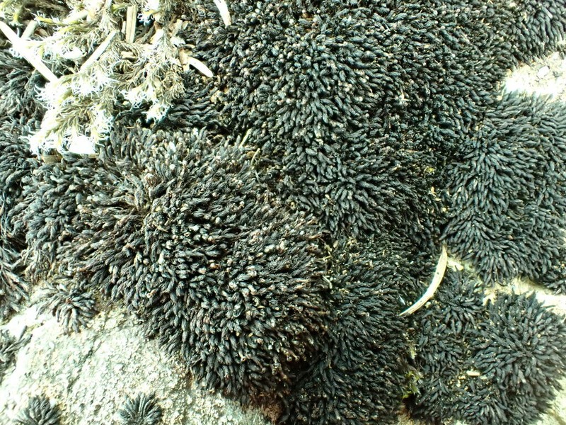Andreaea Moss photo 8