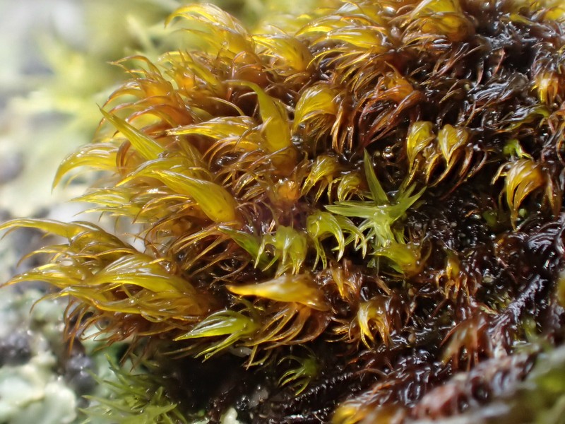 Andreaea Moss