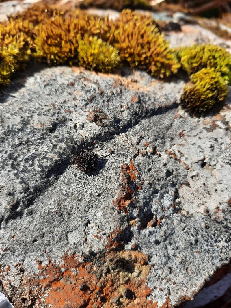 Andreaea Moss