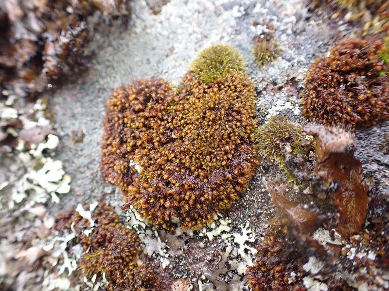 Andreaea Moss photo 3