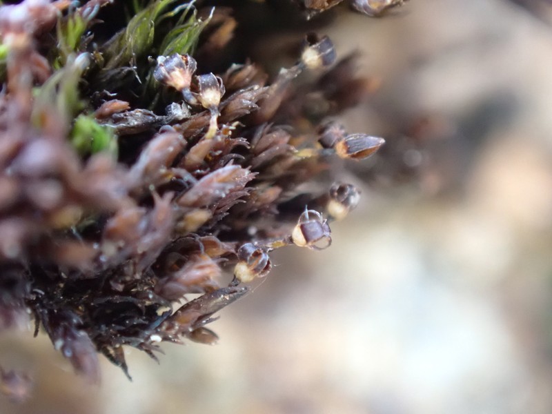 Andreaea Moss photo 4
