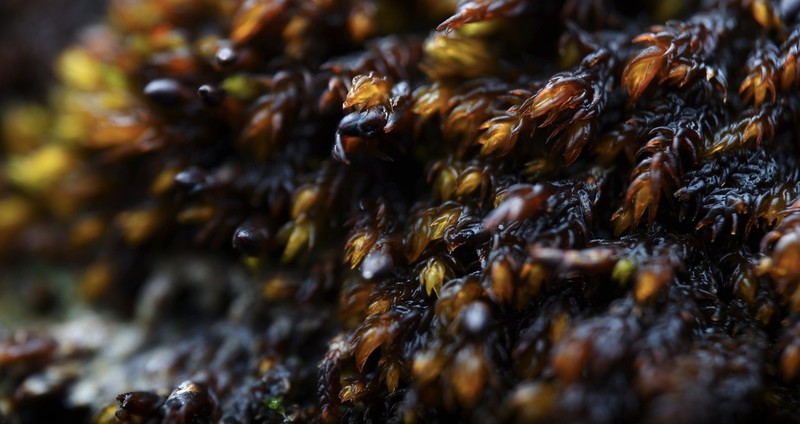 Andreaea Moss photo 5