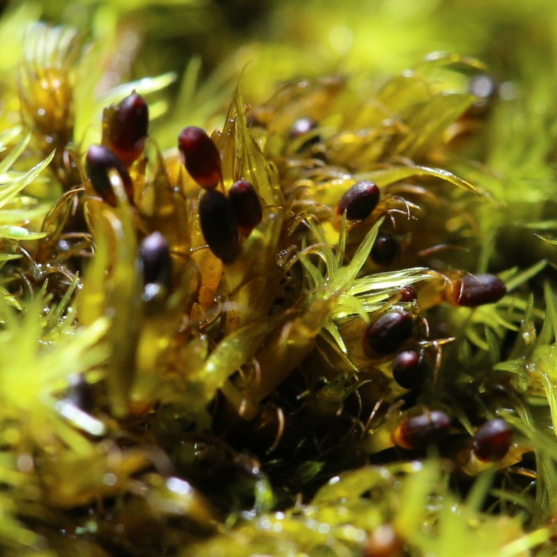 Andreaea Moss photo 6