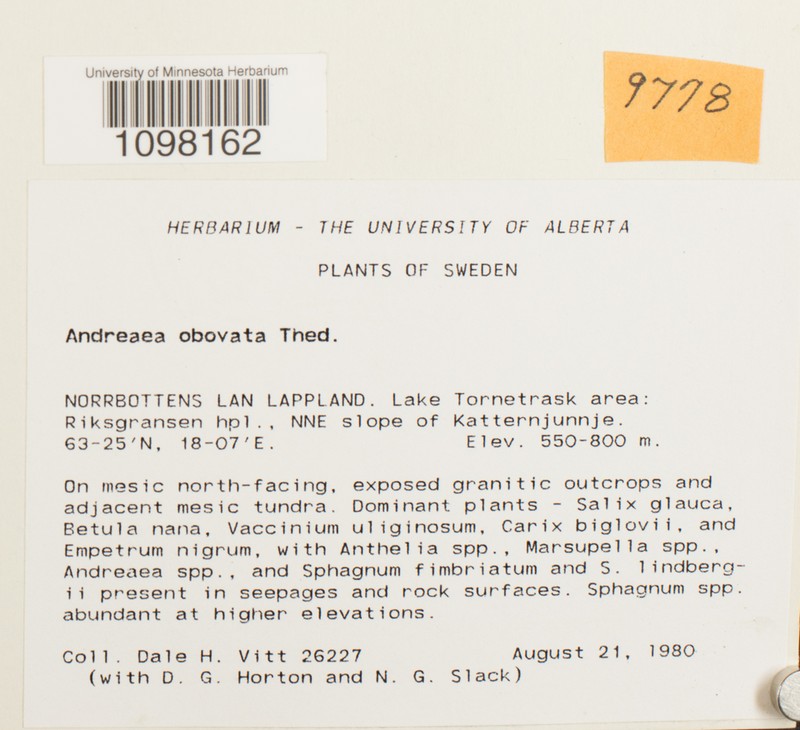 Obovate Andreaea Moss