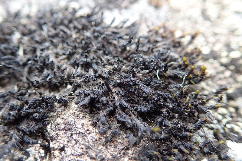 Roth'S Andreaea Moss