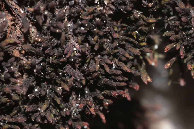 Andreaea Moss photo 2