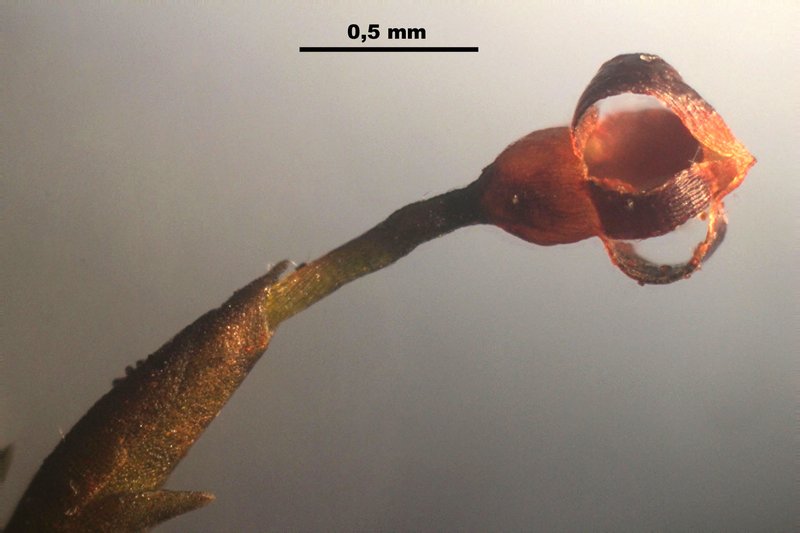 Andreaea Moss photo 3