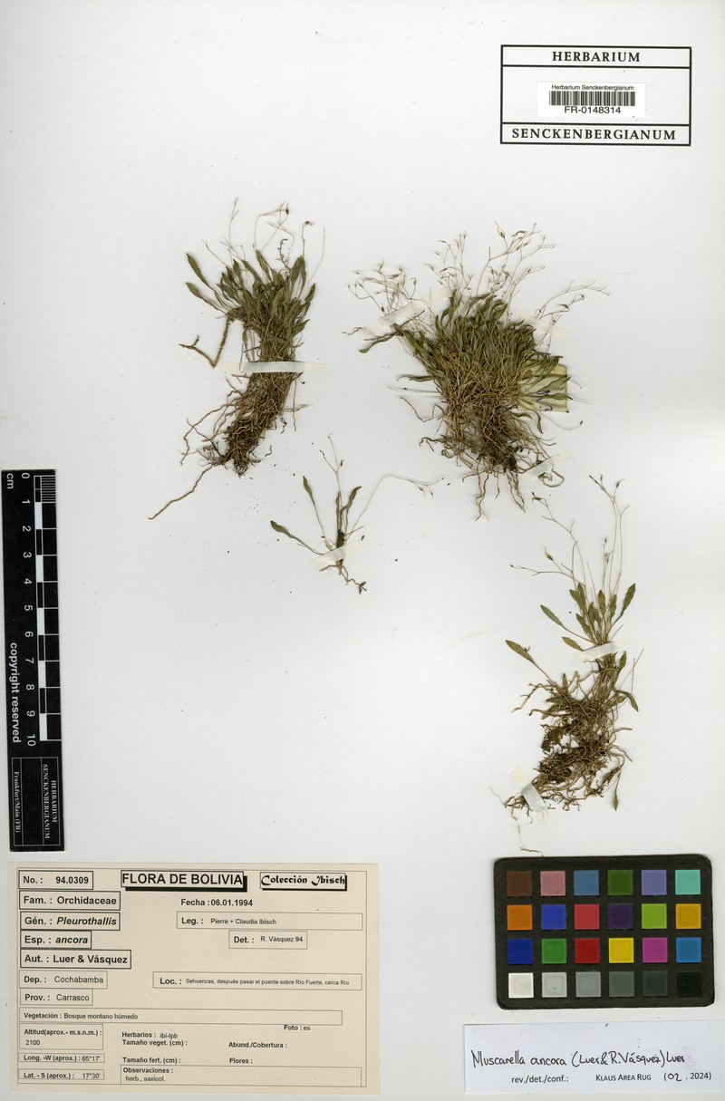 Andreettaea ancora