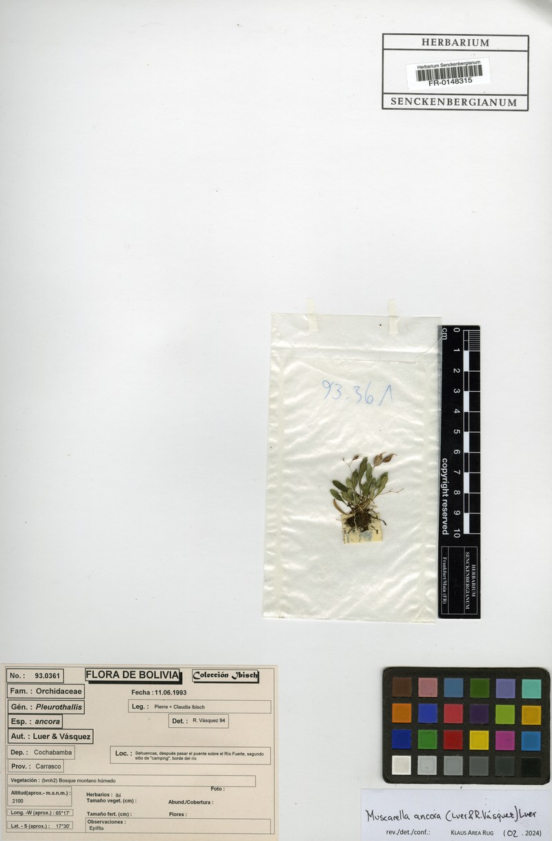 Andreettaea ancora photo 2