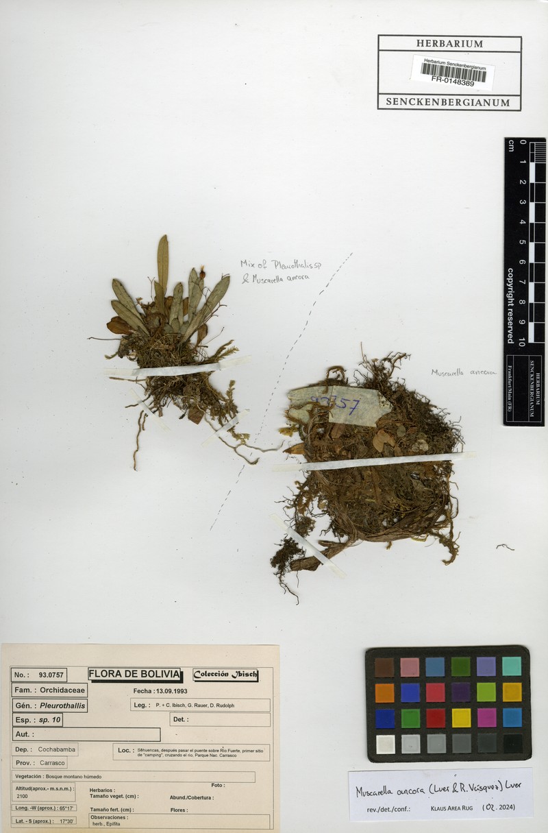 Andreettaea ancora photo 4