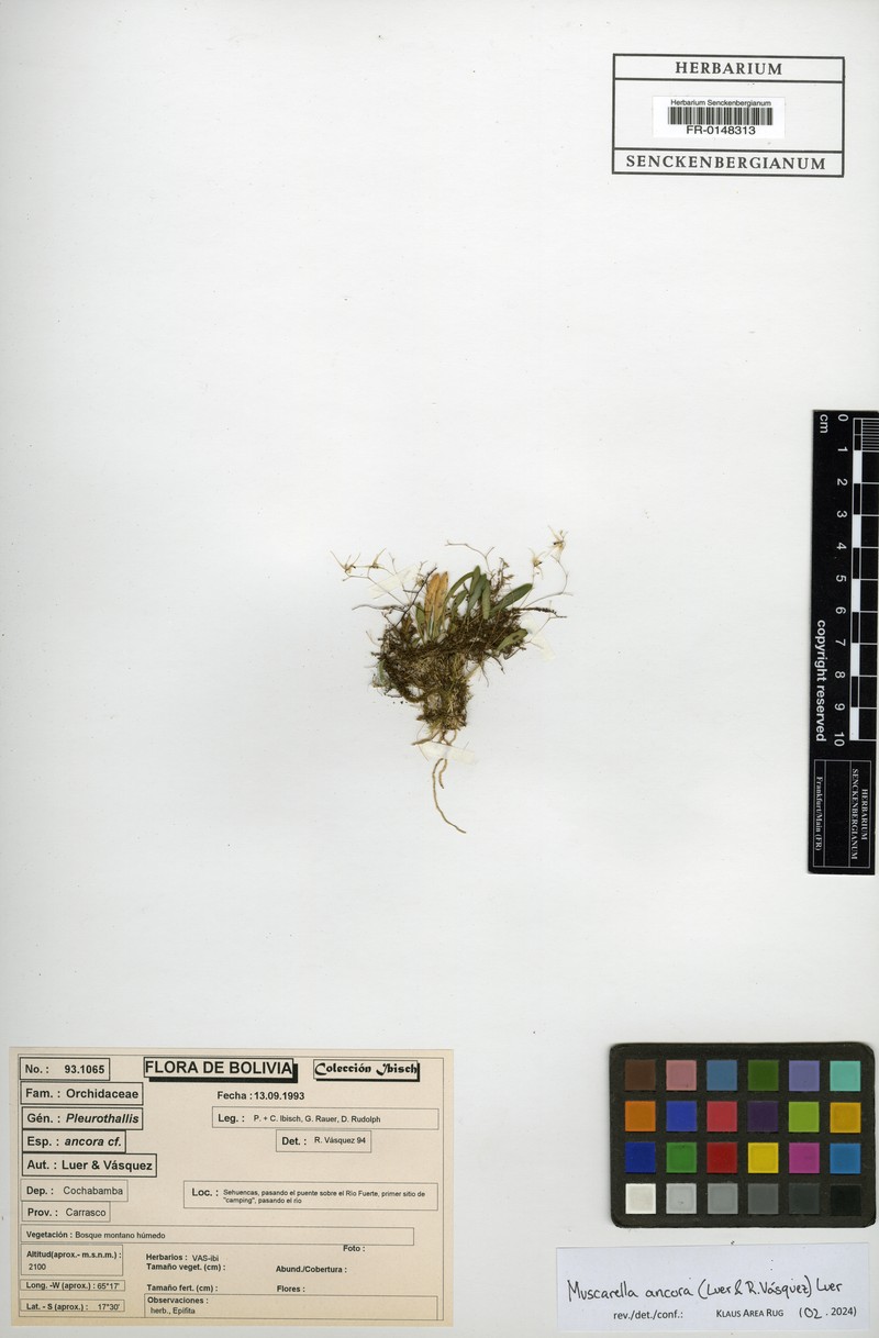 Andreettaea ancora photo 5
