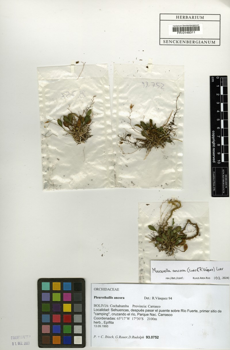 Andreettaea ancora photo 6