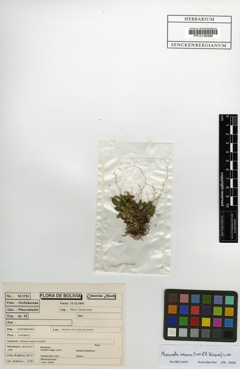 Andreettaea ancora photo 8