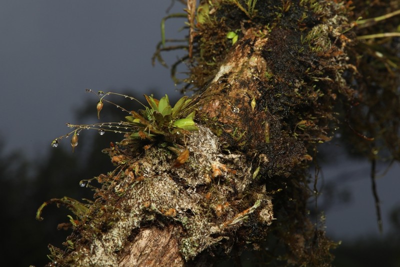Forest Bonnet Orchid