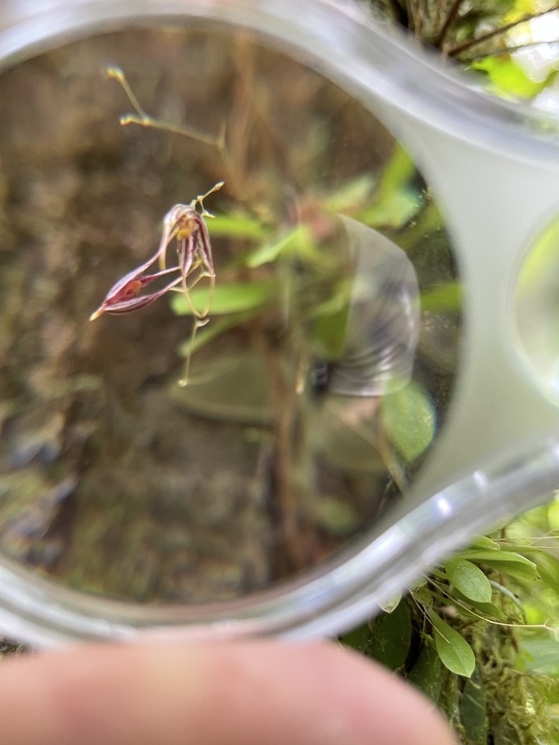 Forest Bonnet Orchid photo 2