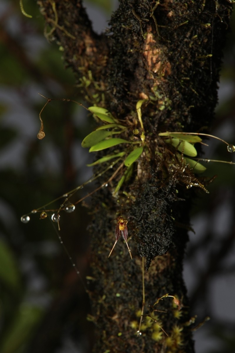 Forest Bonnet Orchid photo 3