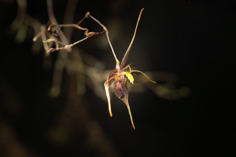 Andreettaea cestrochila photo 2