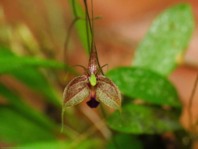 Andreettaea cestrochila photo 3