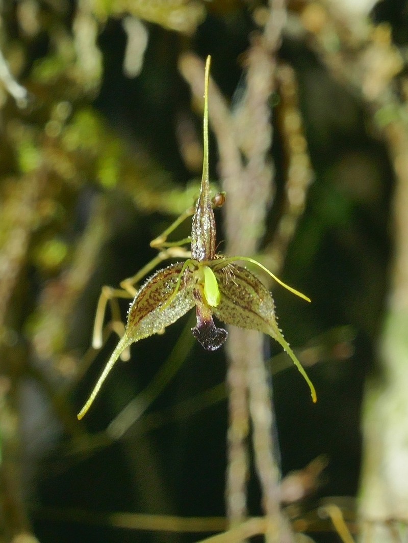 Andreettaea cestrochila photo 4