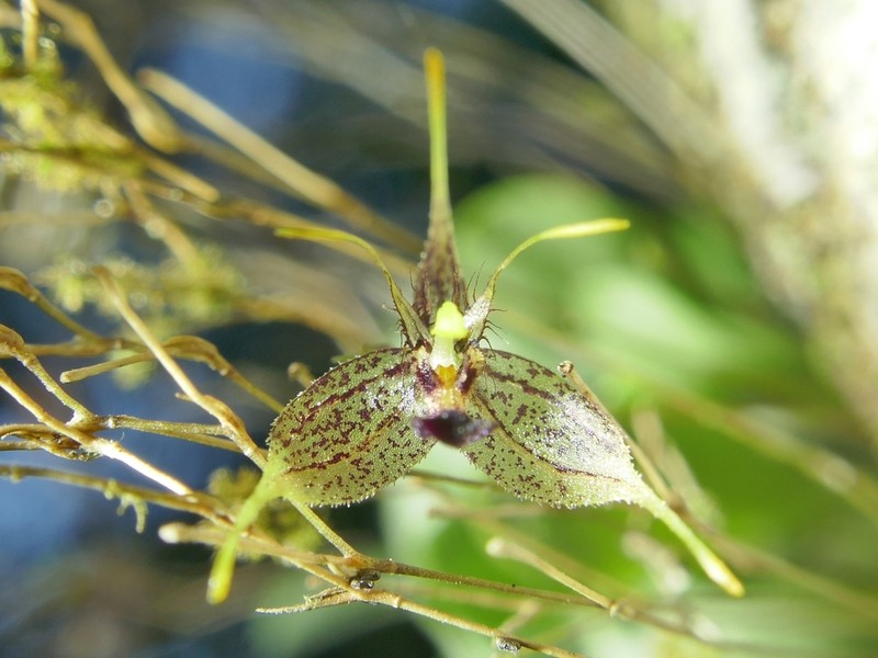 Andreettaea cestrochila photo 8