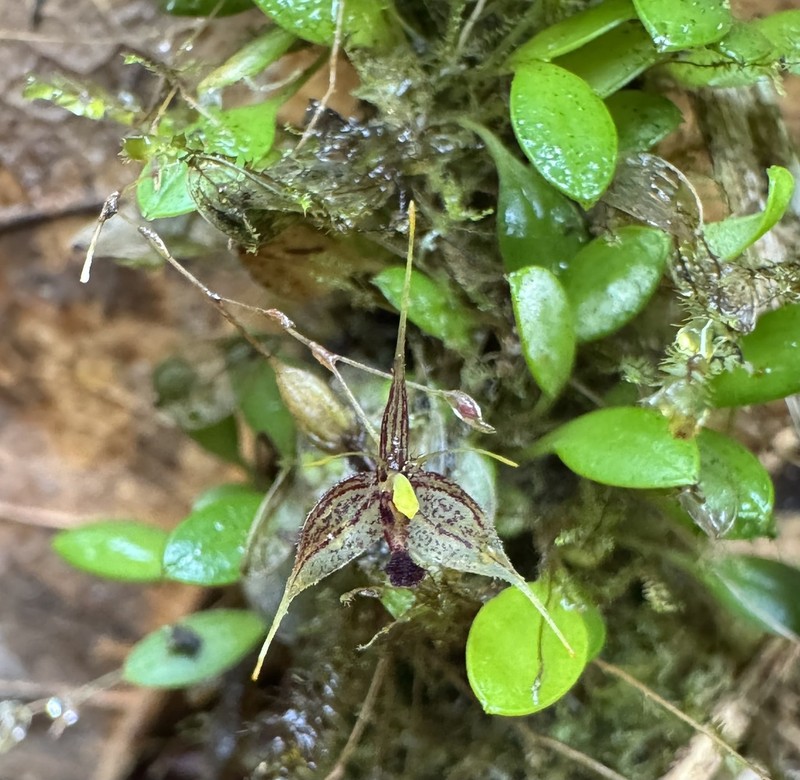 Andreettaea cestrochila
