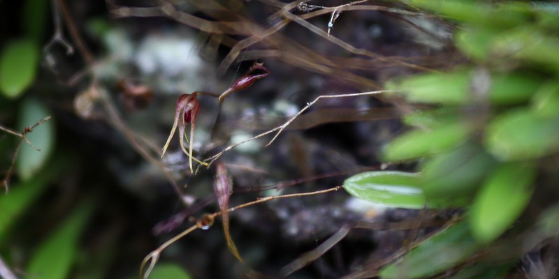 Andreettaea claviculata