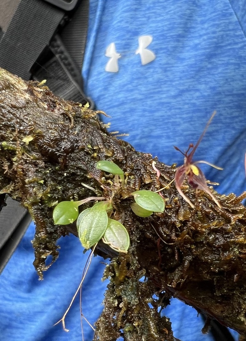 Andreettaea claviculata photo 2