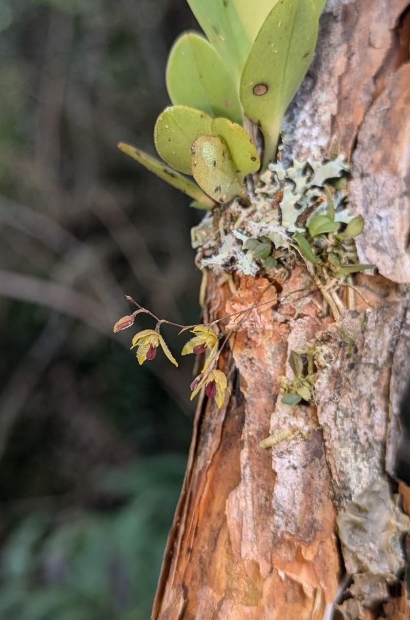 Andreettaea coeloglossa