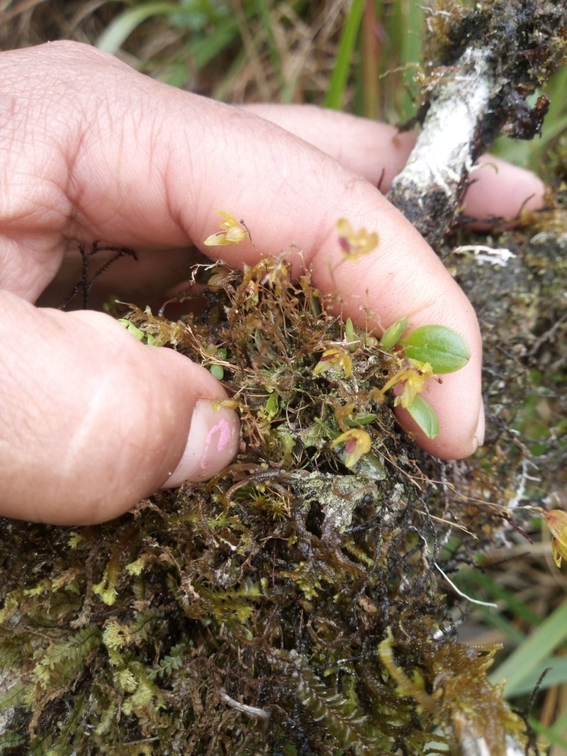 Andreettaea coeloglossa photo 2