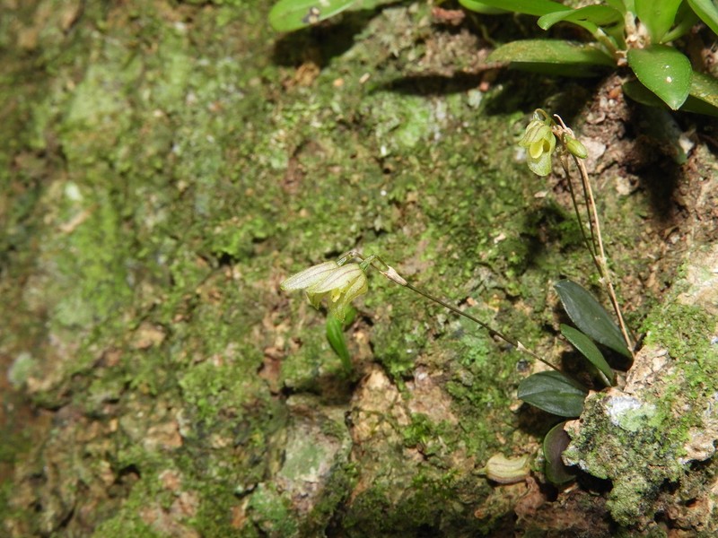 Andreettaea cryptophyta