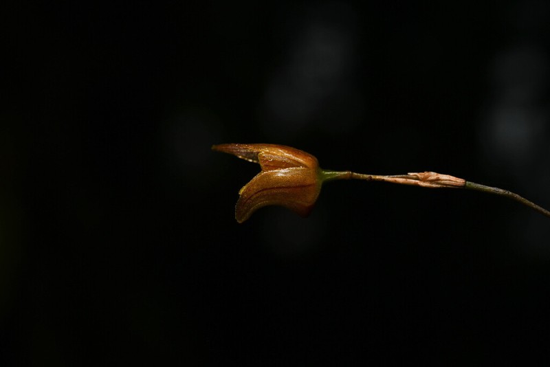 Andreettaea cryptophyta photo 2