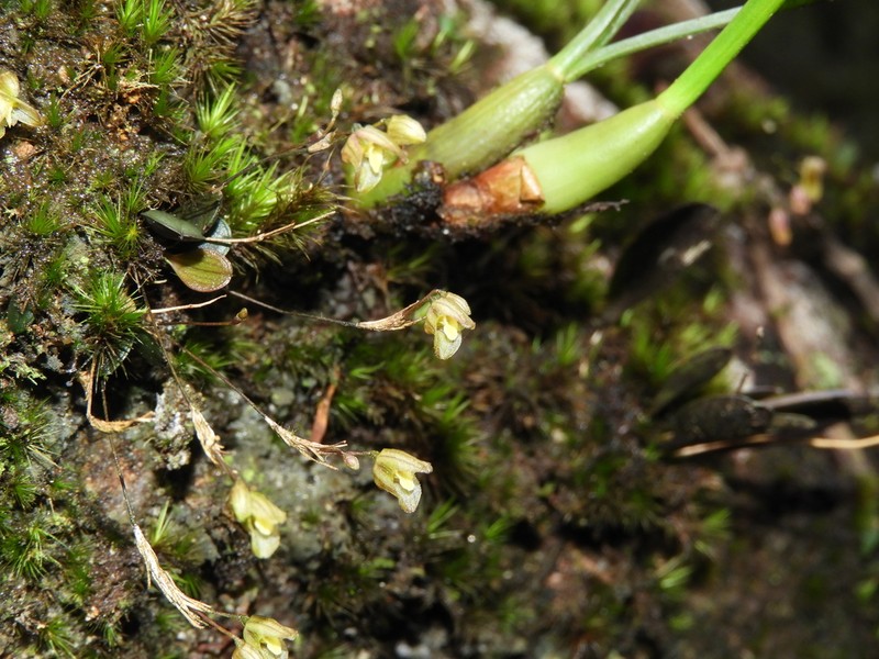 Andreettaea cryptophyta photo 3
