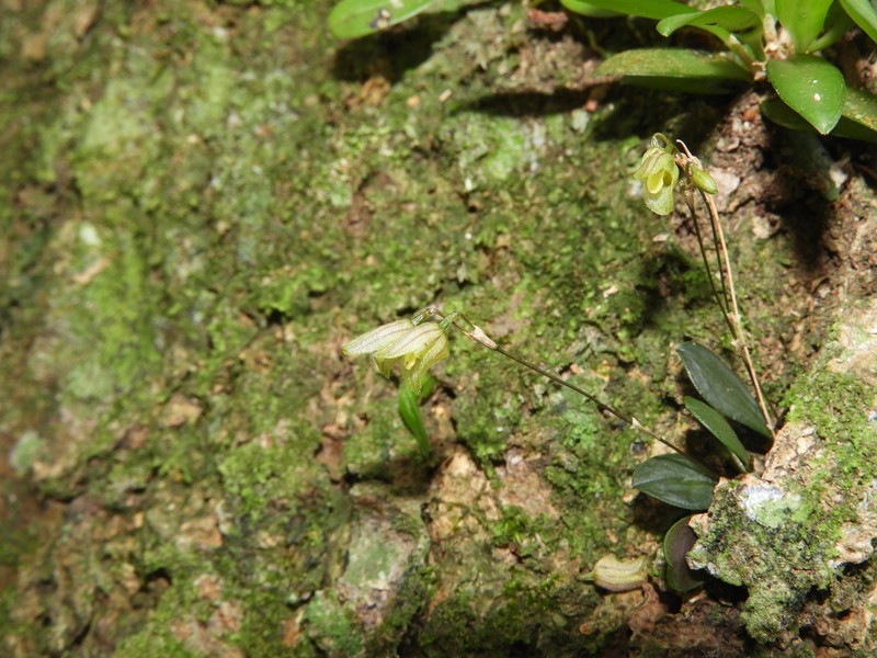 Andreettaea cryptophyta photo 4