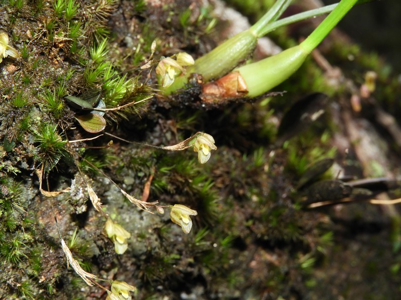Andreettaea cryptophyta photo 5