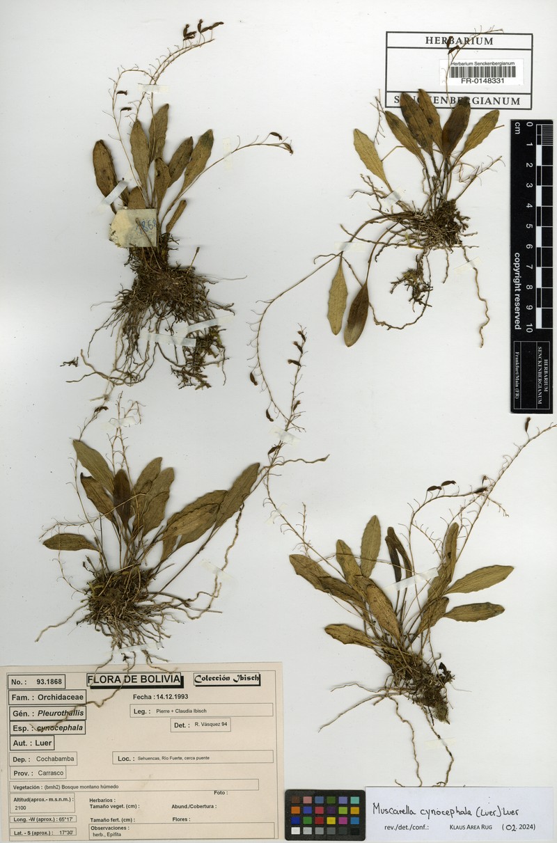 Andreettaea cynocephala