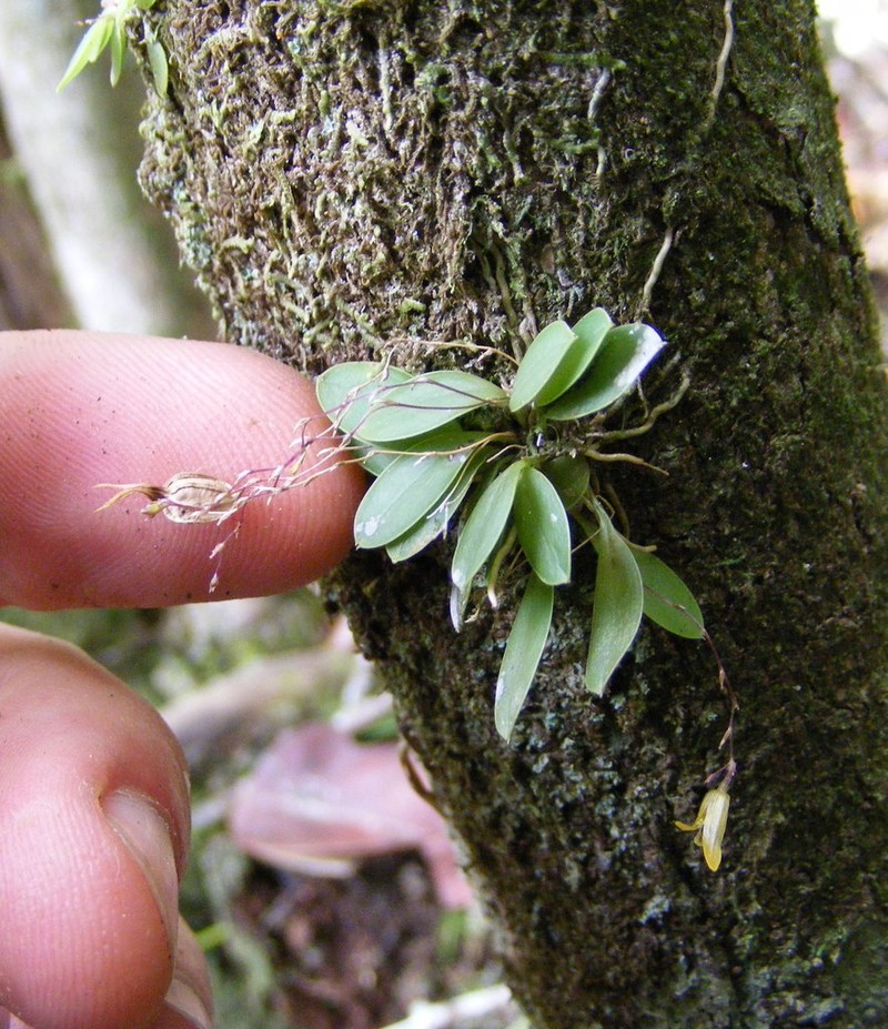 Andreettaea delicatula