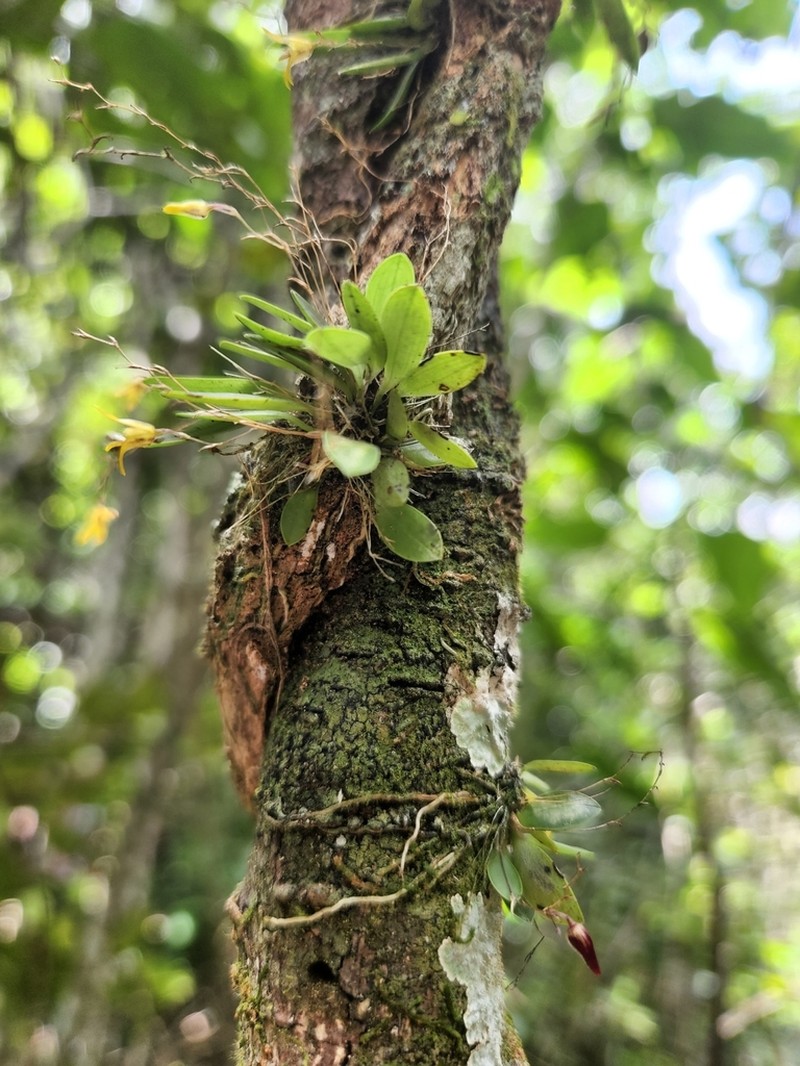 Andreettaea delicatula photo 2