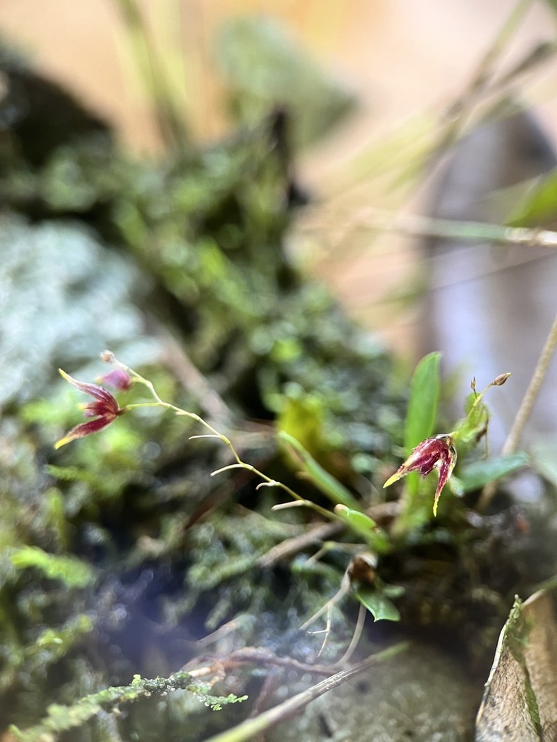 Andreettaea exesilabia
