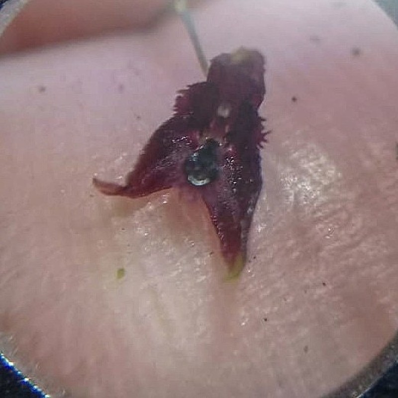 Andreettaea exesilabia photo 2
