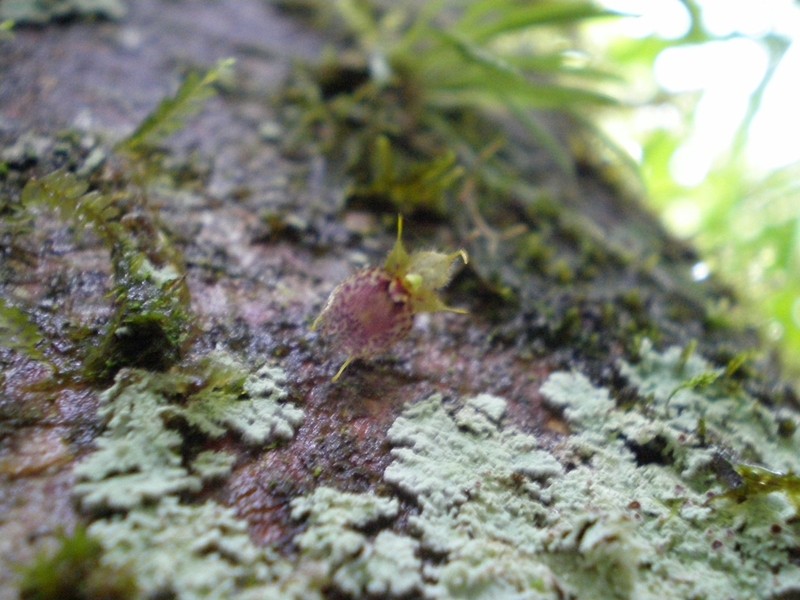 Andreettaea fimbriata photo 4