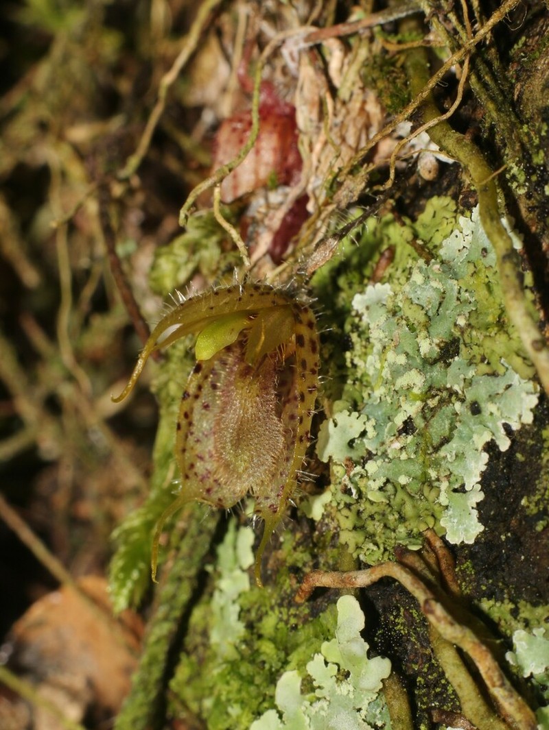 Andreettaea fimbriata photo 5