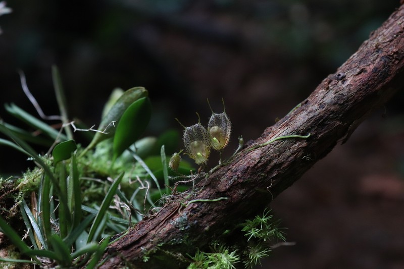 Andreettaea fimbriata