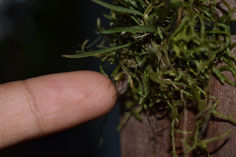Andreettaea fimbriata photo 2