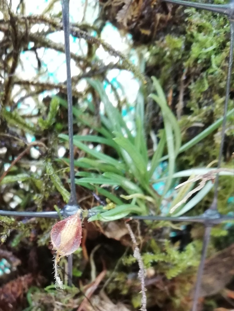 Andreettaea fimbriata photo 3