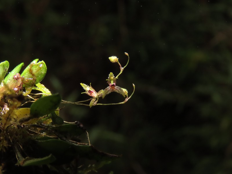 Andreettaea furcatipetala photo 2