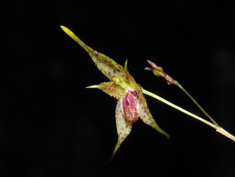 Andreettaea gongylodes photo 2