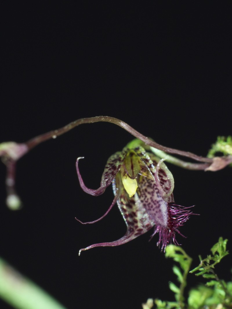 Andreettaea herpestes