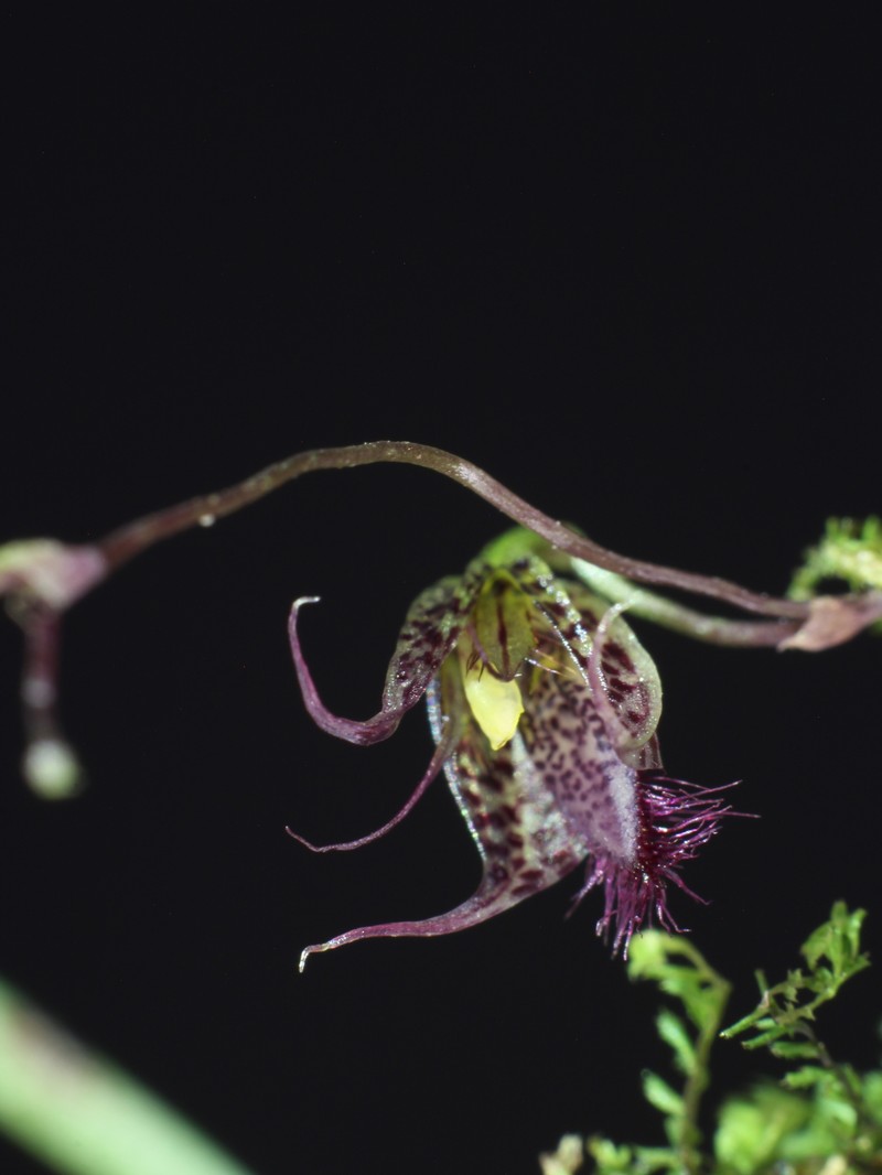Andreettaea herpestes photo 2